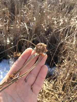 Club-rushes (Scirpus)(Scirpus)