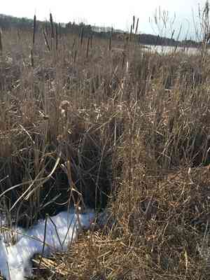 Club-rushes (Scirpus)(Scirpus)