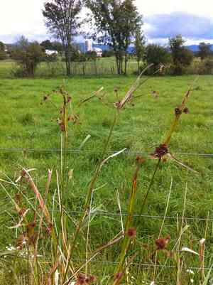 Club-rushes (Scirpus)(Scirpus)