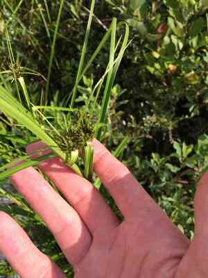 Club-rushes (Scirpus)(Scirpus)