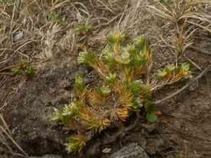Perennial knawel(Scleranthus perennis)