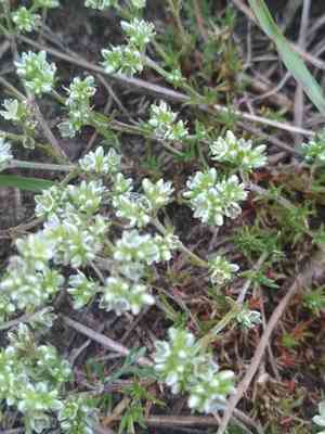 Perennial knawel(Scleranthus perennis)