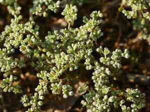 Perennial knawel(Scleranthus perennis)