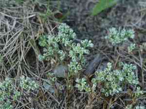 Perennial knawel(Scleranthus perennis)