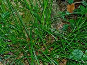 Bead nutrush(Scleria levis)