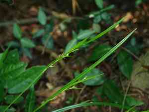 Bead nutrush(Scleria levis)