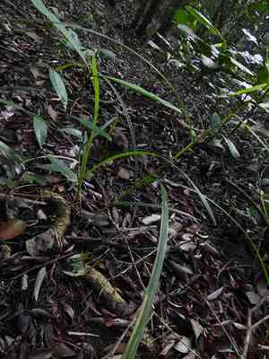 Bead nutrush(Scleria levis)