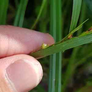 Bead nutrush(Scleria levis)