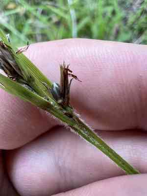 Littlehead nutrush(Scleria oligantha)