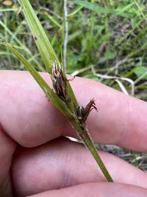Littlehead nutrush(Scleria oligantha)