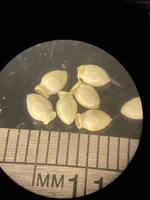 Littlehead nutrush(Scleria oligantha)