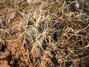 Uinta basin hookless cactus(Sclerocactus glaucus)