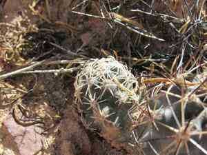 Uinta basin hookless cactus(Sclerocactus glaucus)