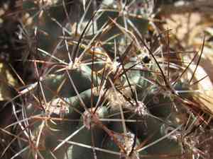 Uinta basin hookless cactus(Sclerocactus glaucus)