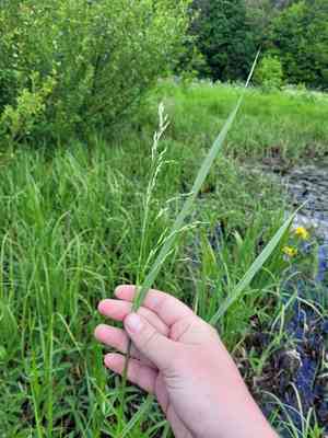 Common rivergrass(Scolochloa festucacea)