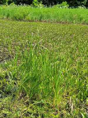 Common rivergrass(Scolochloa festucacea)