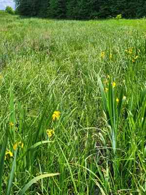 Common rivergrass(Scolochloa festucacea)