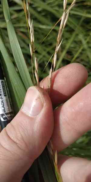 Common rivergrass(Scolochloa festucacea)