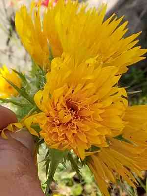 Large-flowered golden thistle(Scolymus grandiflorus)