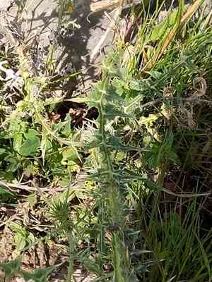 Large-flowered golden thistle(Scolymus grandiflorus)