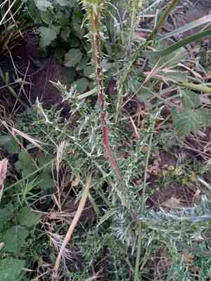 Large-flowered golden thistle(Scolymus grandiflorus)