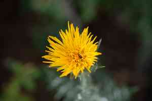 Large-flowered golden thistle(Scolymus grandiflorus)
