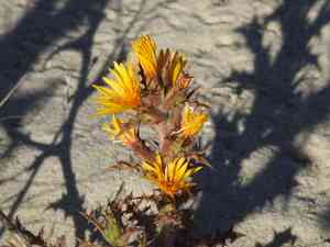 Common goldenthistle(Scolymus hispanicus)