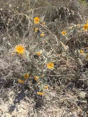 Common goldenthistle(Scolymus hispanicus)