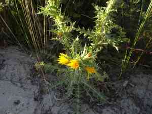 Common goldenthistle(Scolymus hispanicus)
