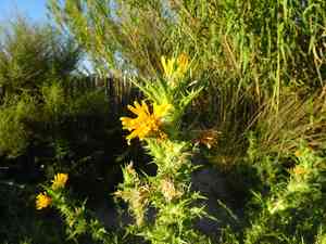 Common goldenthistle(Scolymus hispanicus)