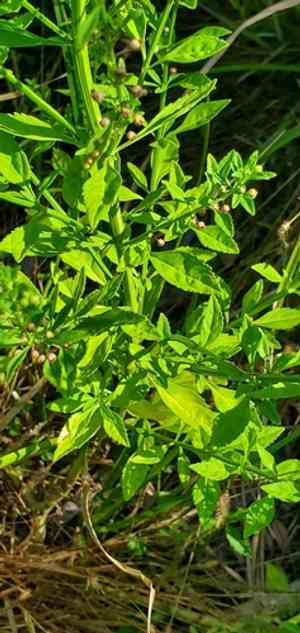 Licorice weed(Scoparia dulcis)