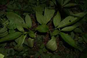 European scopolia(Scopolia carniolica)