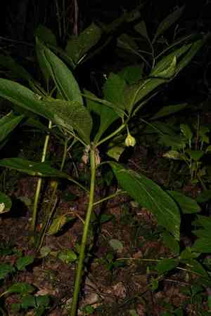 European scopolia(Scopolia carniolica)