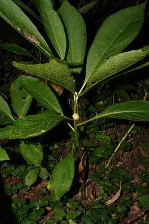 European scopolia(Scopolia carniolica)