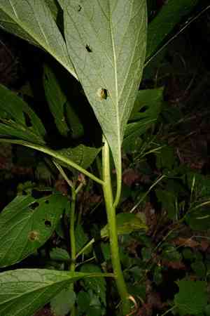 European scopolia(Scopolia carniolica)