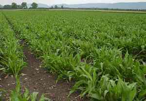Black salsify(Scorzonera hispanica)