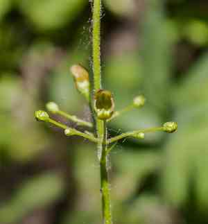 Lanceleaf figwort(Scrophularia lanceolata)