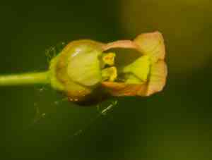 Lanceleaf figwort(Scrophularia lanceolata)
