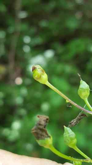 Lanceleaf figwort(Scrophularia lanceolata)