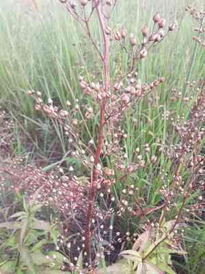 Lanceleaf figwort(Scrophularia lanceolata)