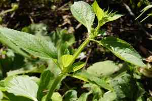 Green figwort(Scrophularia umbrosa)