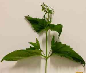 Green figwort(Scrophularia umbrosa)