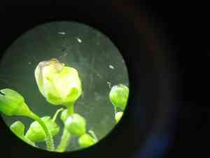 Green figwort(Scrophularia umbrosa)