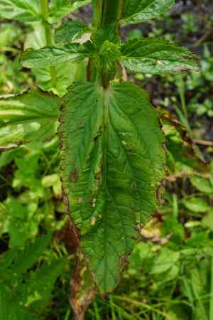 Green figwort(Scrophularia umbrosa)