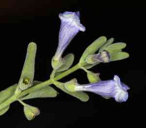 Nose skullcap(Scutellaria antirrhinoides)