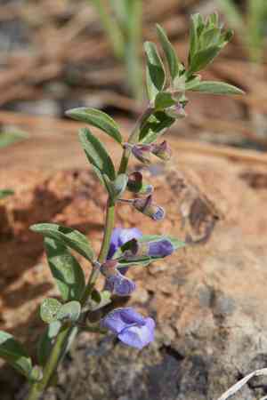 Nose skullcap(Scutellaria antirrhinoides)