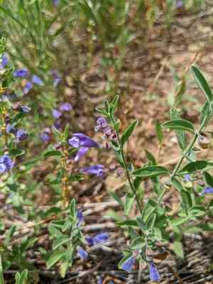 Nose skullcap(Scutellaria antirrhinoides)
