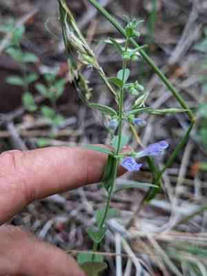 Nose skullcap(Scutellaria antirrhinoides)