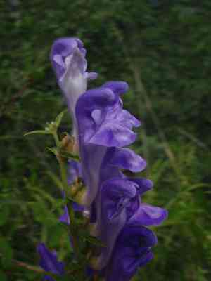 Baikal skullcap(Scutellaria baicalensis)