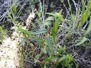 Baikal skullcap(Scutellaria baicalensis)